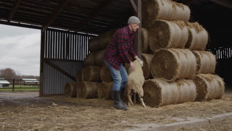 farmer interacting with sheep in a barn
