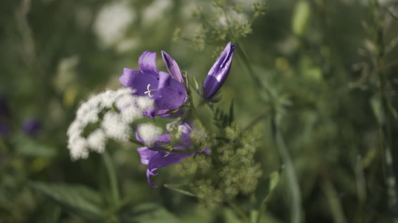 flor de campana púrpura en un prado