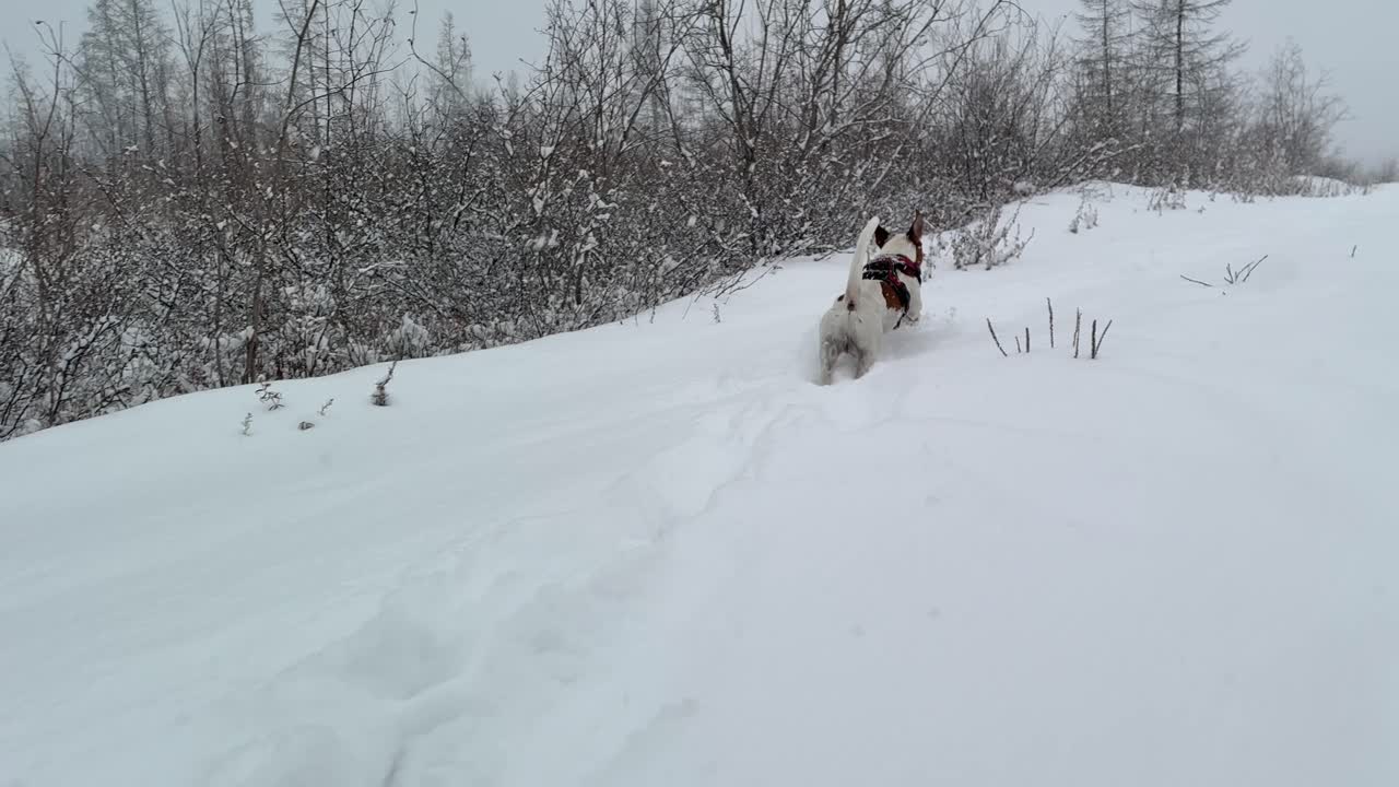 Playful dog enjoys a snowy winter landscape
