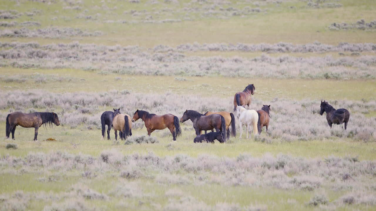 Manada de mustangs, os chamados cavalos selvagens, reunida na pradaria de Wyoming.