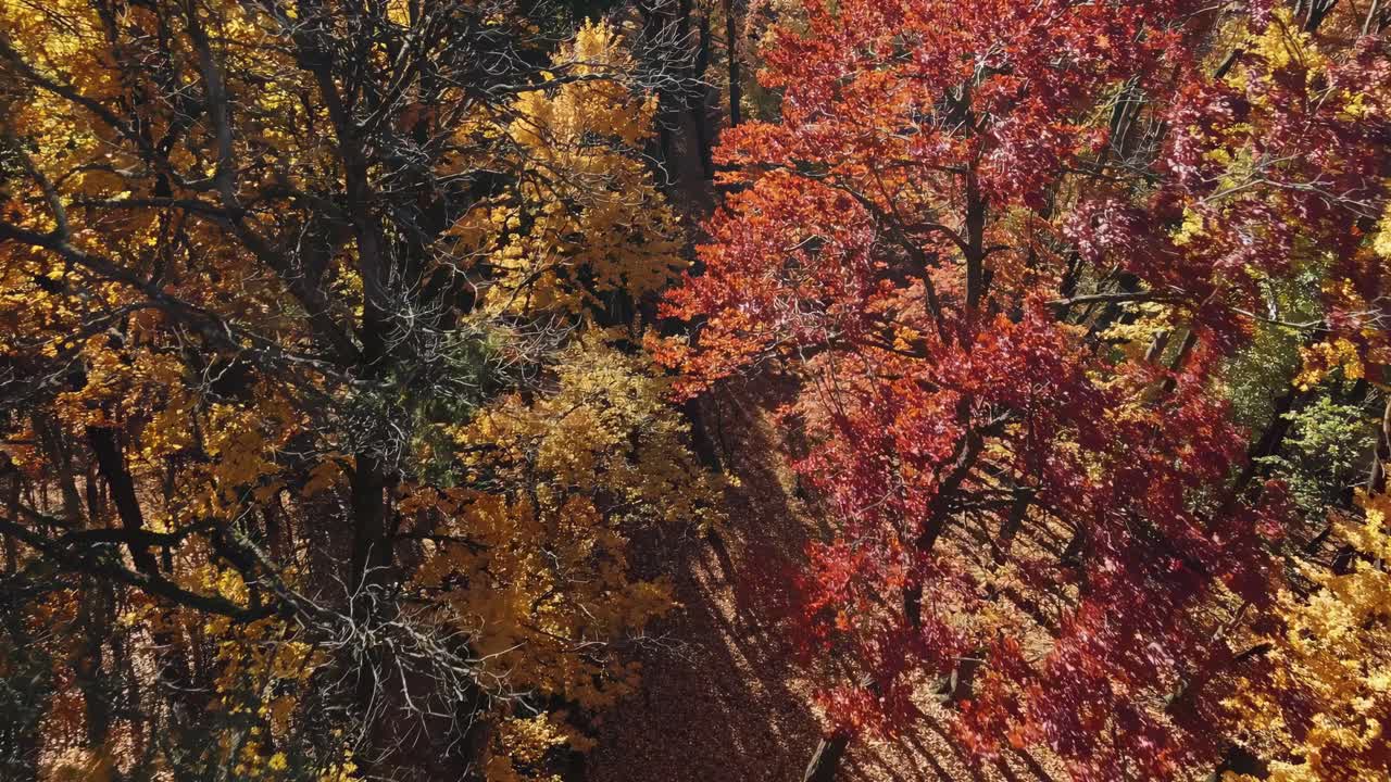 Aerial view of vibrant autumn trees with red and yellow leaves, casting shadows on the ground