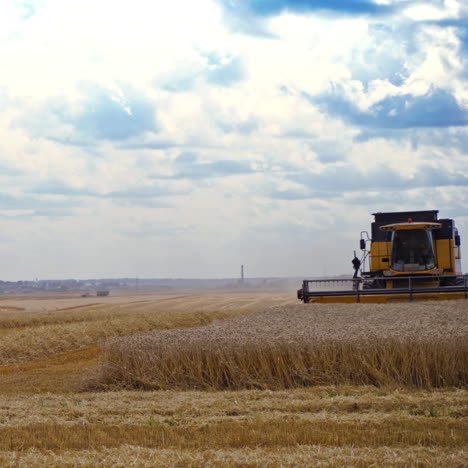 yellow combine harvester in the field. agricultural machine gathering ripe wheat in summer. food industry concept.