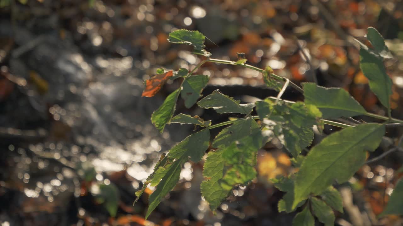 ramas de árboles enfocadas mientras un río fluye en el fondo