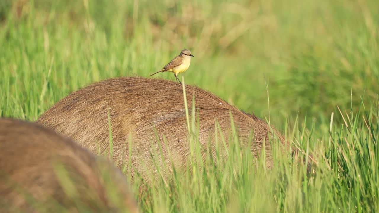 Small bird perched on capybara's back in grassy Ibera wetlands, Corrientes, Argentina. Close up static view