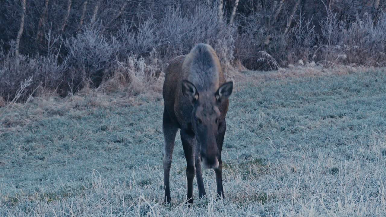 Alce in piedi e al pascolo in un campo in una giornata invernale. Primo piano, campo lungo.