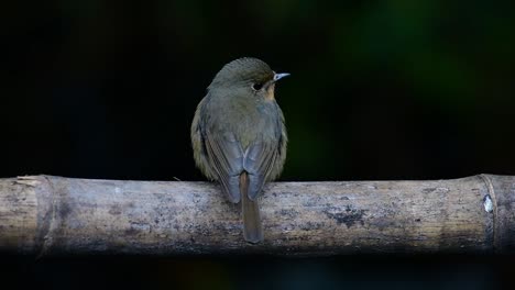 papamoscas azul de la colina posado en un bambú, cyornis whitei