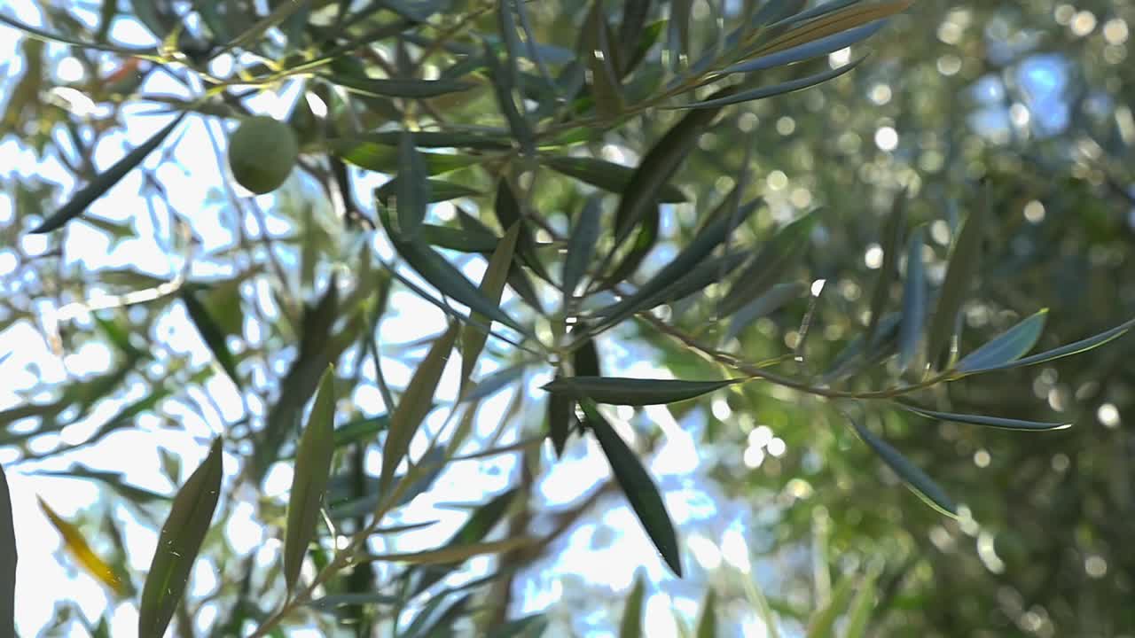 Close-up of a bunch of green olives hanging from an olive branch. The fruit is struck by a stick