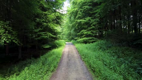 4k-Langsame-Drohnenaufnahmen,-Die-Langsam-über-Einen-Naturpfad-In-Einem-Wald-Fliegen