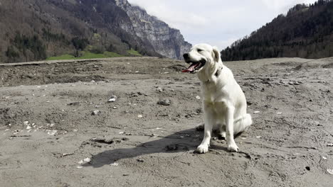 close up of a dog standing on a mountain landscape