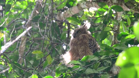 The-Buffy-Fish-Owl-is-a-big-owl-and-yet-the-smallest-among-the-four-Fish-Owls