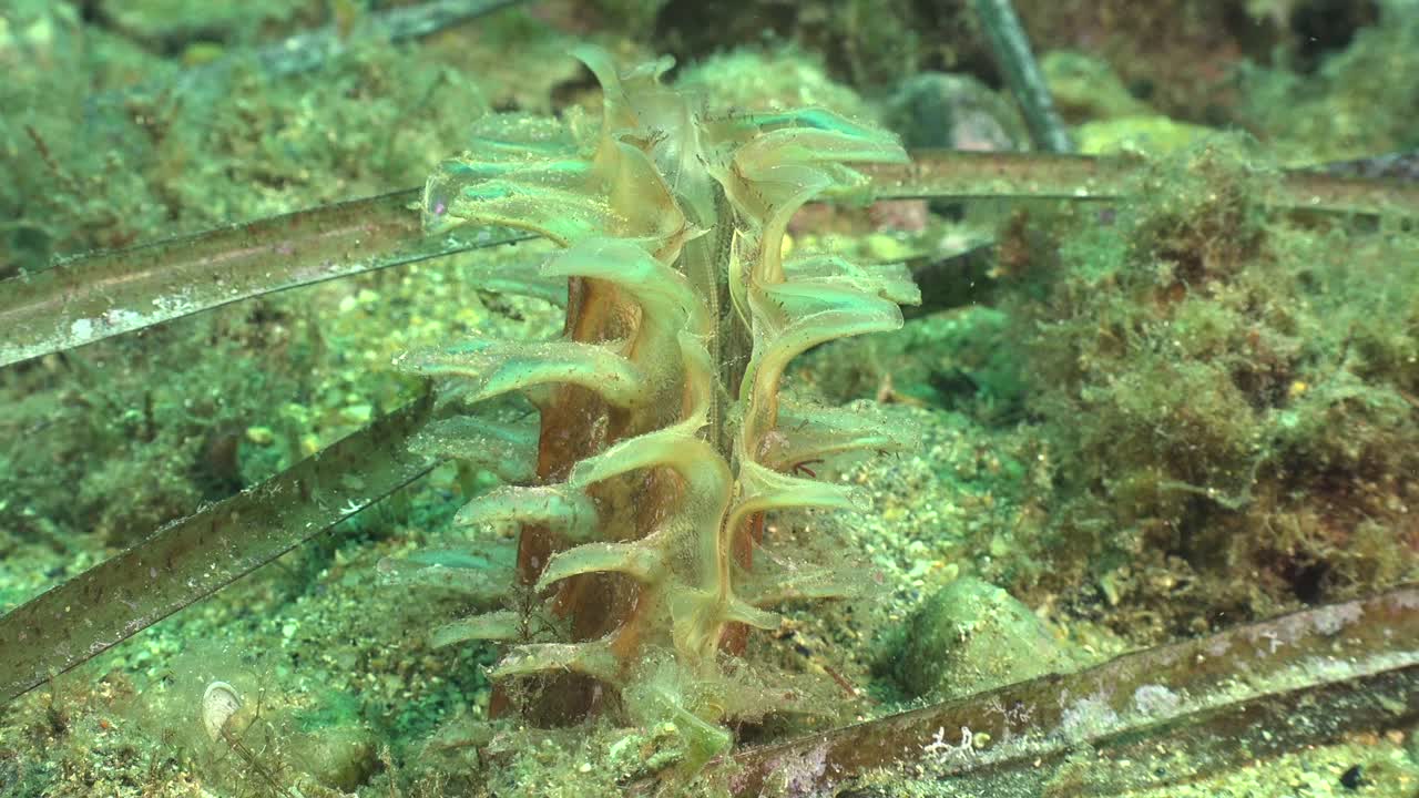 Sea shell on ocean floor Mediterranean Sea
