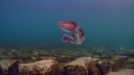 Riesige-Australische-Tintenfische-Sepia-Apama-Migration-Whyalla-Südaustralien-4k-Zeitlupe,-Paarung,-Eier-Legen,-Kämpfen,-Aggregation,-Unter-Wasser