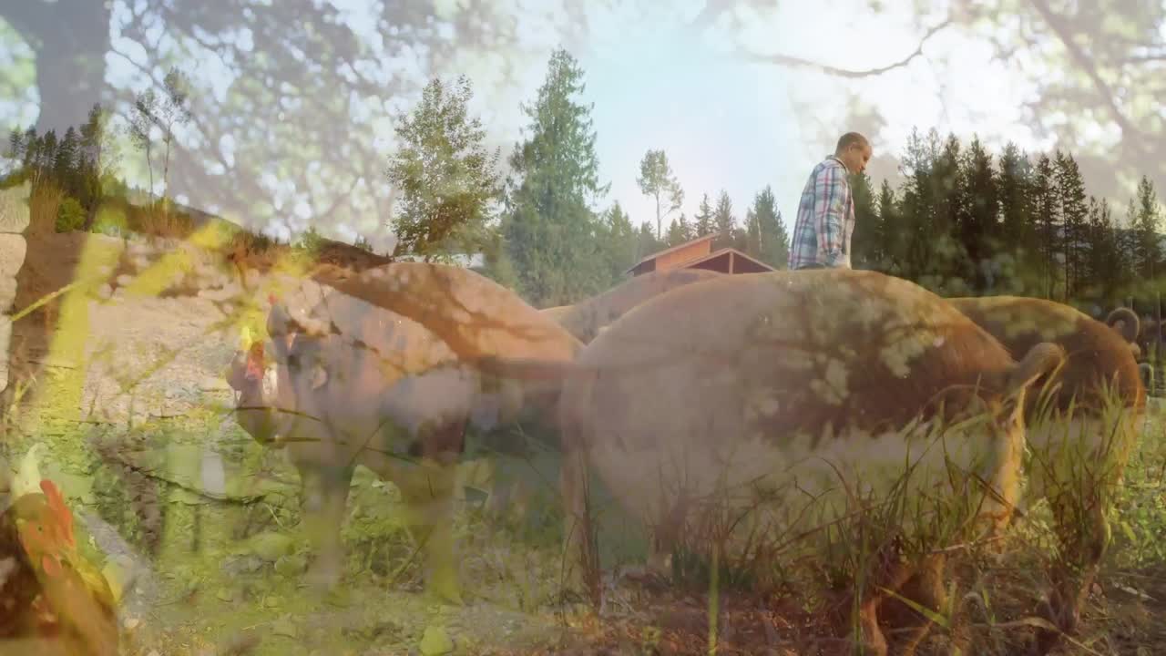 ⁇ 과 돼지를 먹이는 백인 노인에 대한 잔디의 복합 비디오