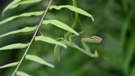 Mantis-Religiosa,-Rhombodera-Megaera,-Tailandia