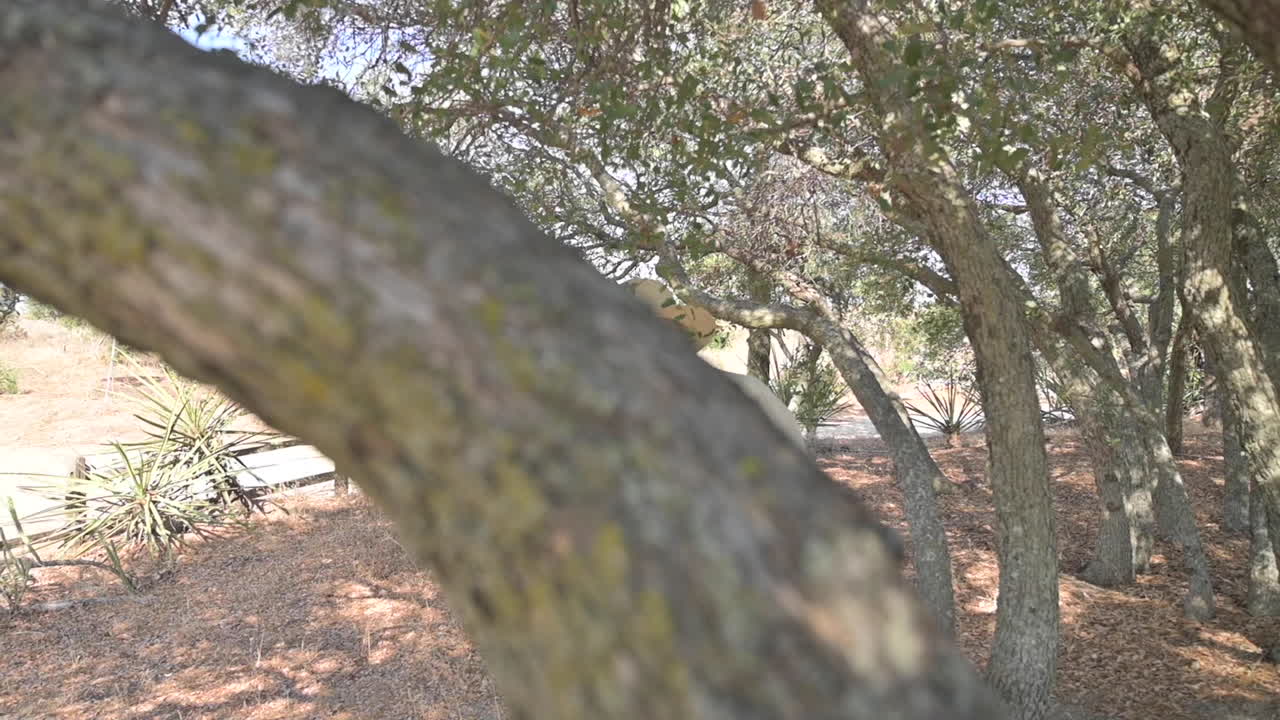 Old man in hat and casual clothing sits on bench under tree, enjoying retirement life.