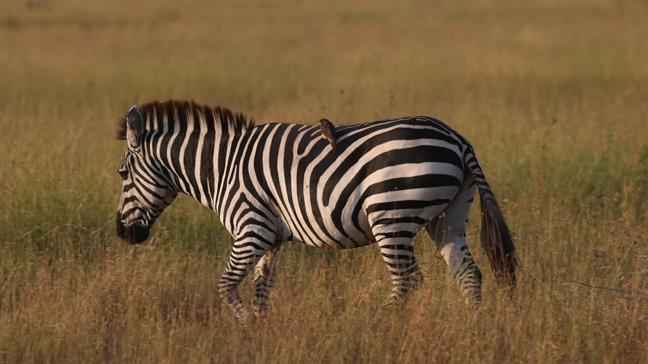 una cebra solitaria caminando por las praderas de áfrica