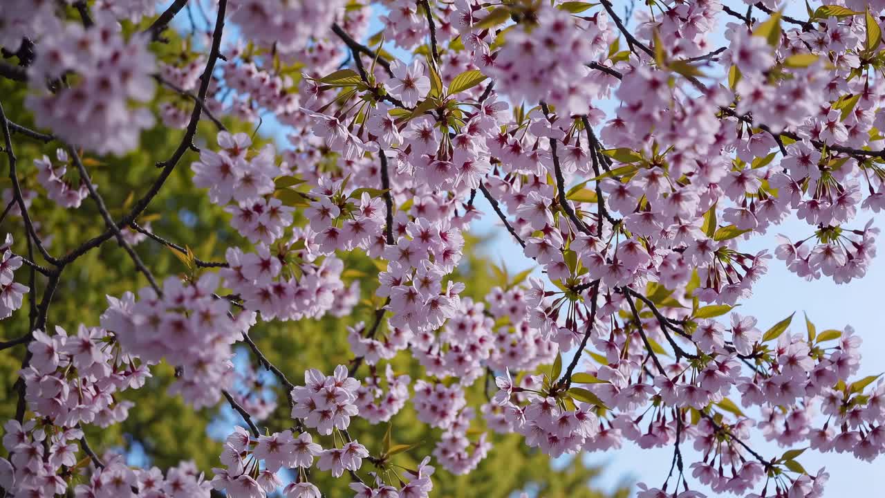 Primo piano, ripresa dal basso di fiori di ciliegio contro un cielo limpido, che cattura la delicata bellezza