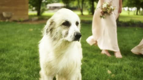 slow motion shot of a great pyrenees as his fluffy fur blows in the wind, in the background stands bridesmaids in light pink dresses