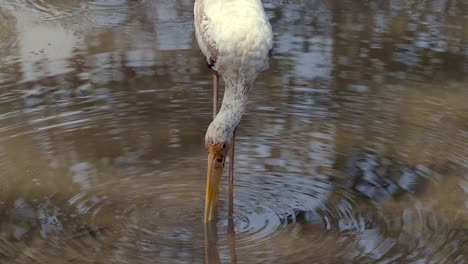pájaro de cigüeña lechosa forrajeando en el agua durante la marea baja - cerrar