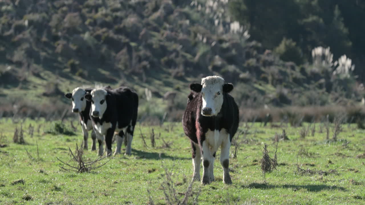 tres vacas marrones - blancas de pie en un campo en un día soleado, plano general