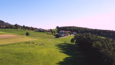 Auf-Der-Alm-Grasende-Viehherde,-Luftaufnahmen,-Ländliche-Szene,-4k-Uhd,-Hoher-Winkel,-ökologische-Landwirtschaft,-Milchviehbetrieb