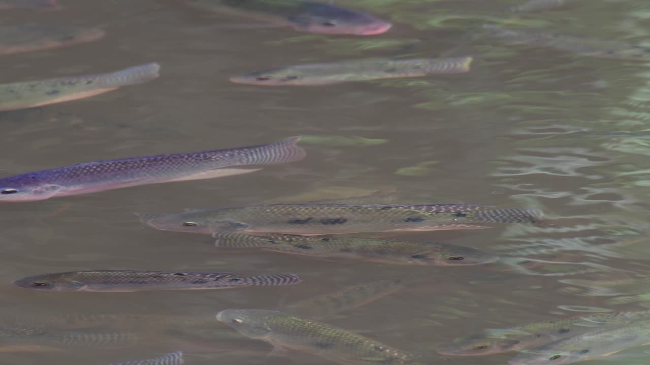 카오야이 국립공원 정글의 물고기 떼