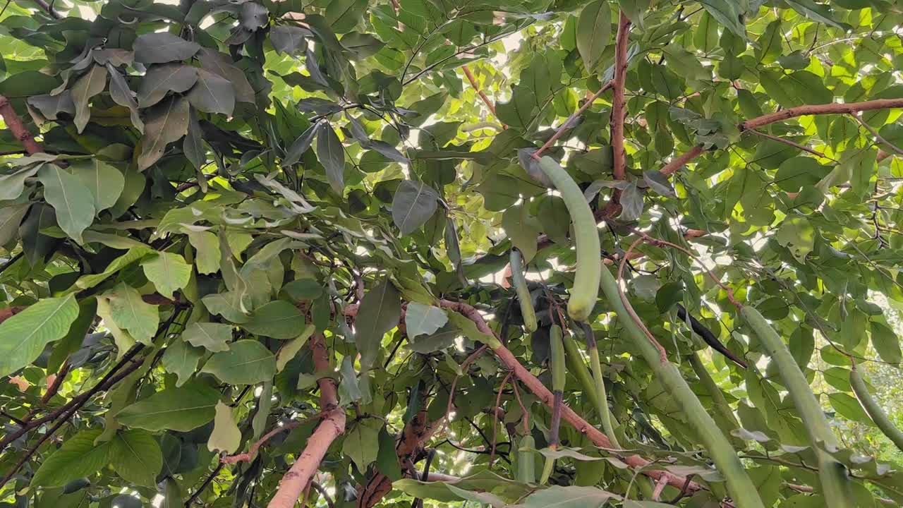 Vagens verdes e não maduras pendem da cássia-fístula (Cassia fistula, Amaltas), cercadas por densos galhos frondosos brilhando suavemente sob a luz natural