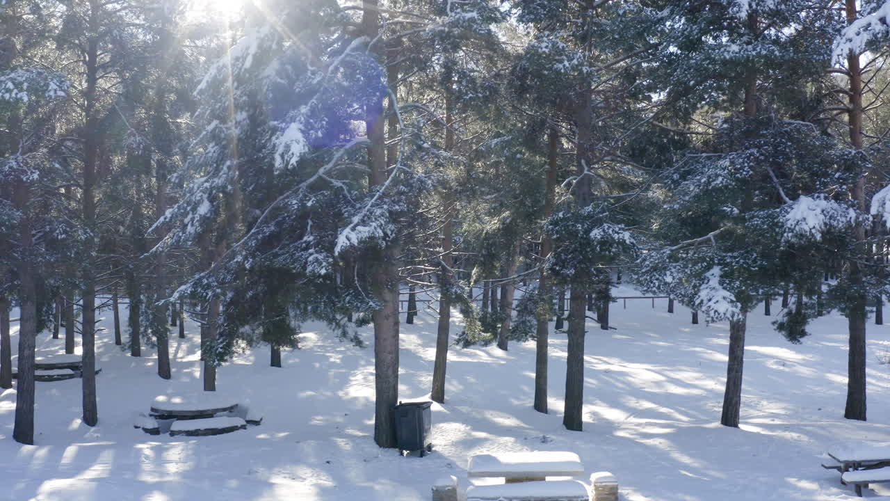 깊은 눈 속에서 눈이 쌓인 소나무 사이로 따스한 태양이 엿보입니다.