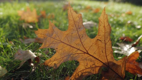 orange, autumn leaf on grass, on the ground on sunny day