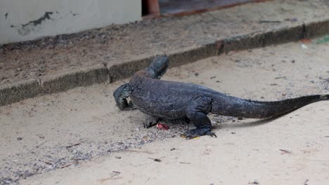 monitor lizard moves across sandy beach terrain