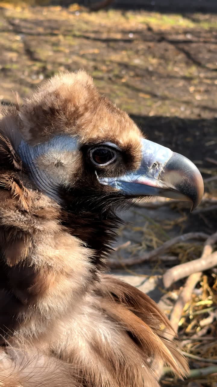 Daytime vulture in nature. Brown and blue vulture perched in its habitat, showcasing its distinctive features under natural light