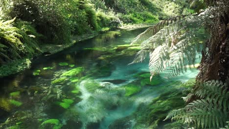 pristine clear putaruru blue spring surrounded by native lush new zealand forrest