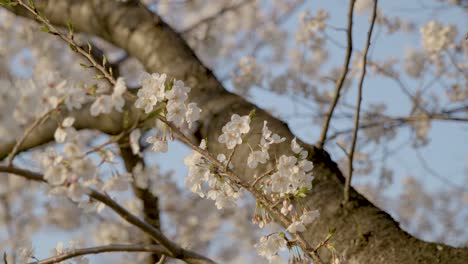 the best cherry blossom in yokohama