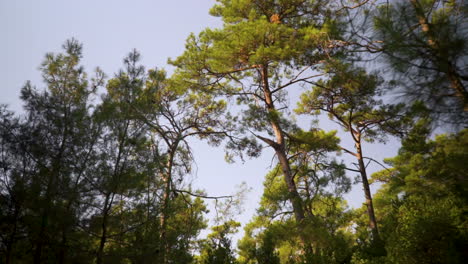 conduciendo a través de un parque y mirando hacia arriba a los árboles balanceándose en el viento