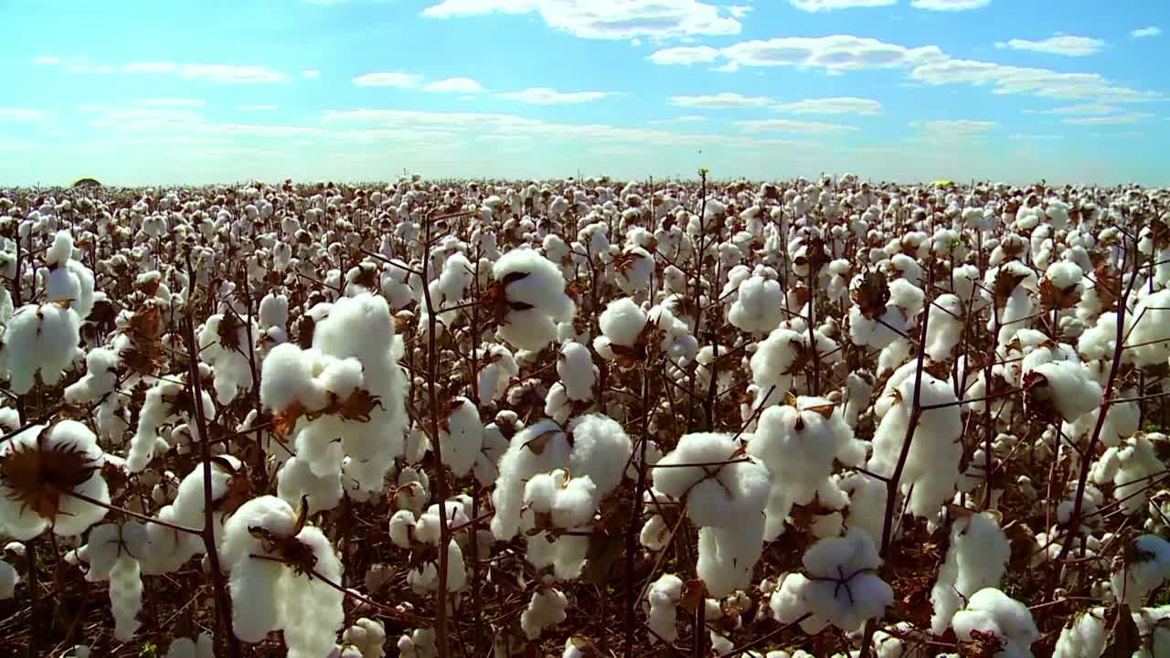 panorámica a la derecha que revela un enorme campo de cultivo de algodón bajo un cielo azul idílico y soleado