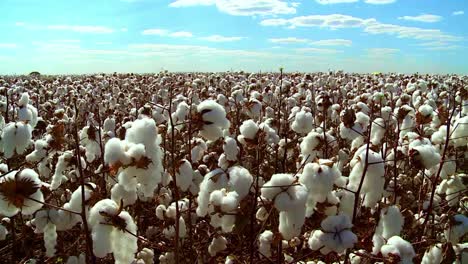 Panorámica-A-La-Derecha-Que-Revela-Un-Enorme-Campo-De-Cultivo-De-Algodón-Bajo-Un-Cielo-Azul-Idílico-Y-Soleado