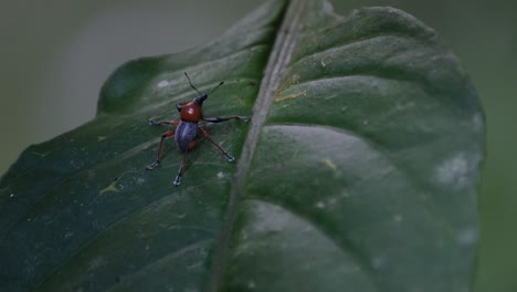 camera slides to the lef while its zooms out revealing the whole leaf scenario, metapocyrtus ruficollis, philippines