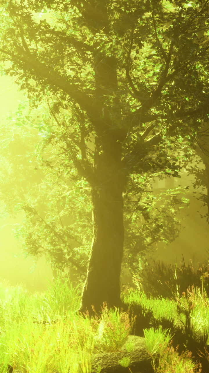 Foresta illuminata dal sole con vegetazione rigogliosa e luce soffusa al mattino presto