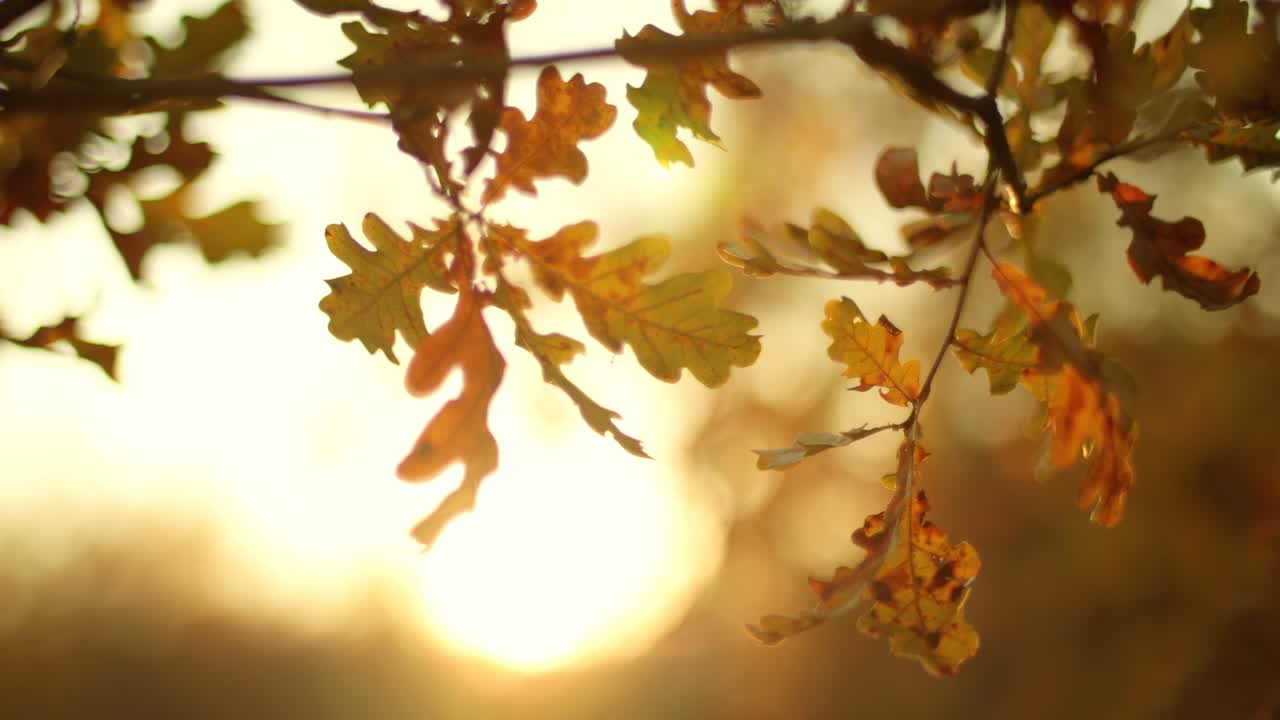 Oak leaves on the background of an evening sunset