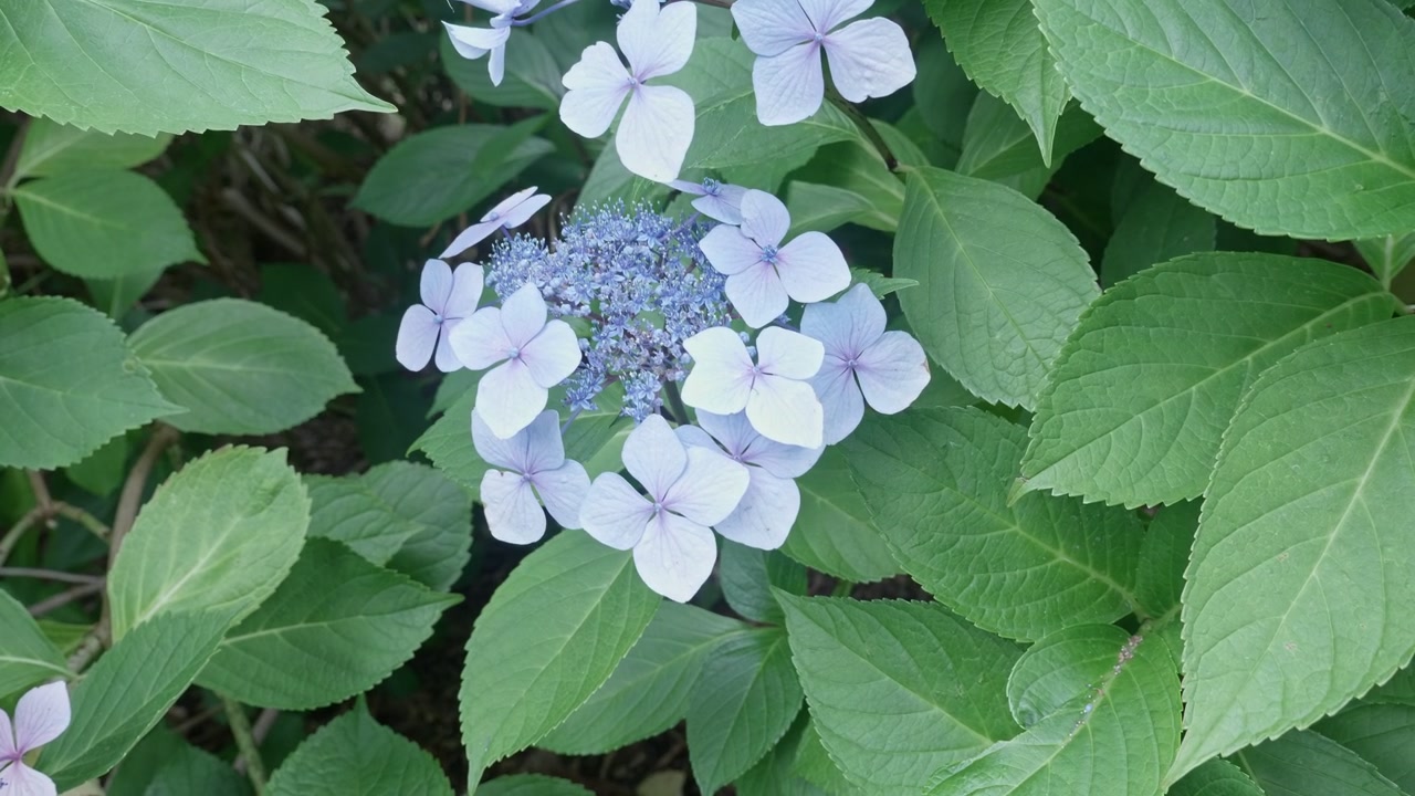 An intricate purple flower surrounded by leaves, sways in the breeze.