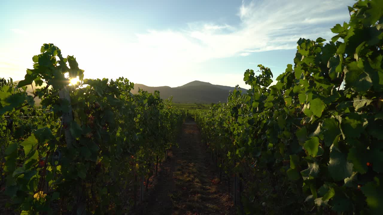 los rayos del sol se ponen en los viñedos en las afueras de bergheim durante la noche soleada