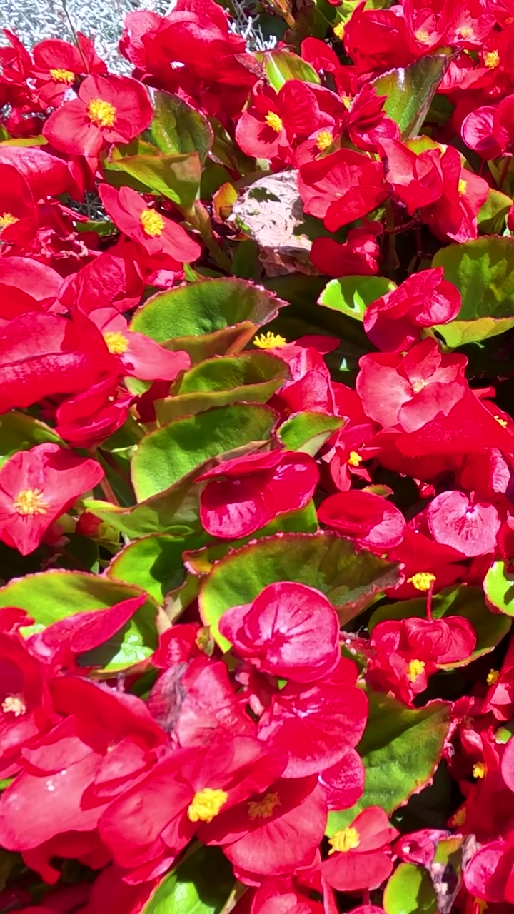 Una toma vertical en primer plano de begonias rojas en flor y exuberantes hojas verdes bajo la luz brillante del sol.
