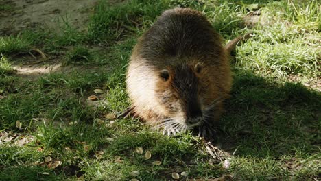 lonely myocastor or nutria eating nut shells, prague