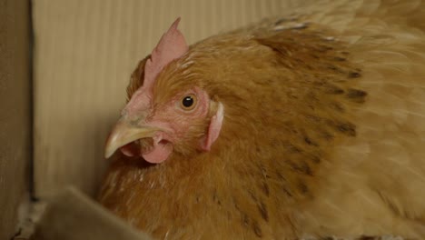 Chicken-sitting-still-and-looking-at-camera,-closeup-still-shot