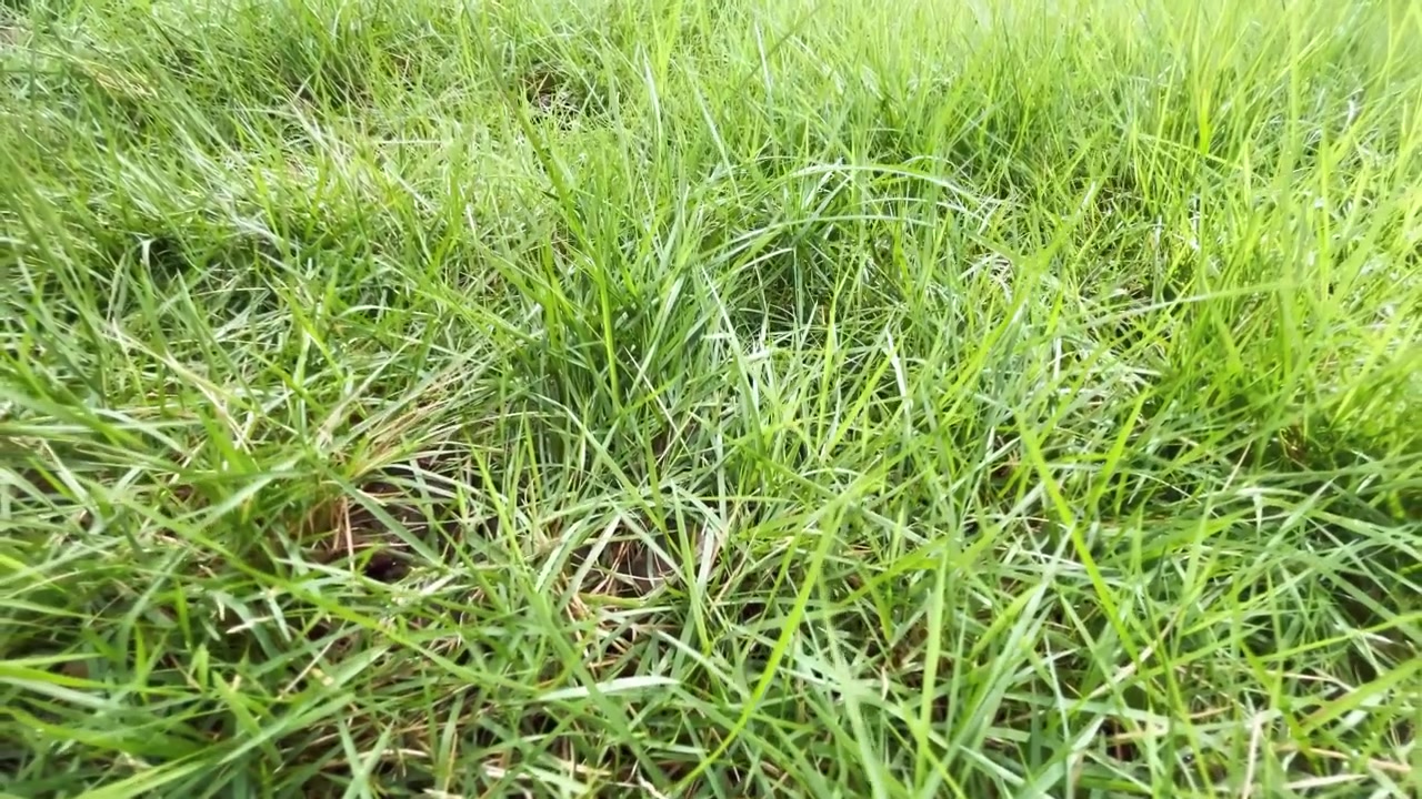 Primo piano di erba verde lussureggiante che ondeggia al vento