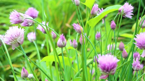 delicious garden chives fresh and ready for the table