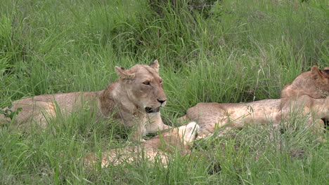 Lions-waking-up-and-one-does-a-big-body-stretch