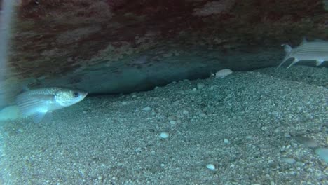 Fische,-Die-In-Höhlen-Der-Mittelmeerküste-Leben,-Lebensraum-Für-Meeresarten-In-Der-Nähe-Von-Stränden-Mit-Kieselsteinen-Und-Flacher-Lagune