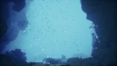 explorando la vibrante vida marina en una tranquila cueva submarina al mediodía