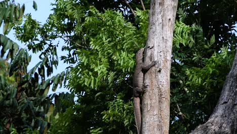 the clouded monitor lizard is found in thailand and other countries in asia